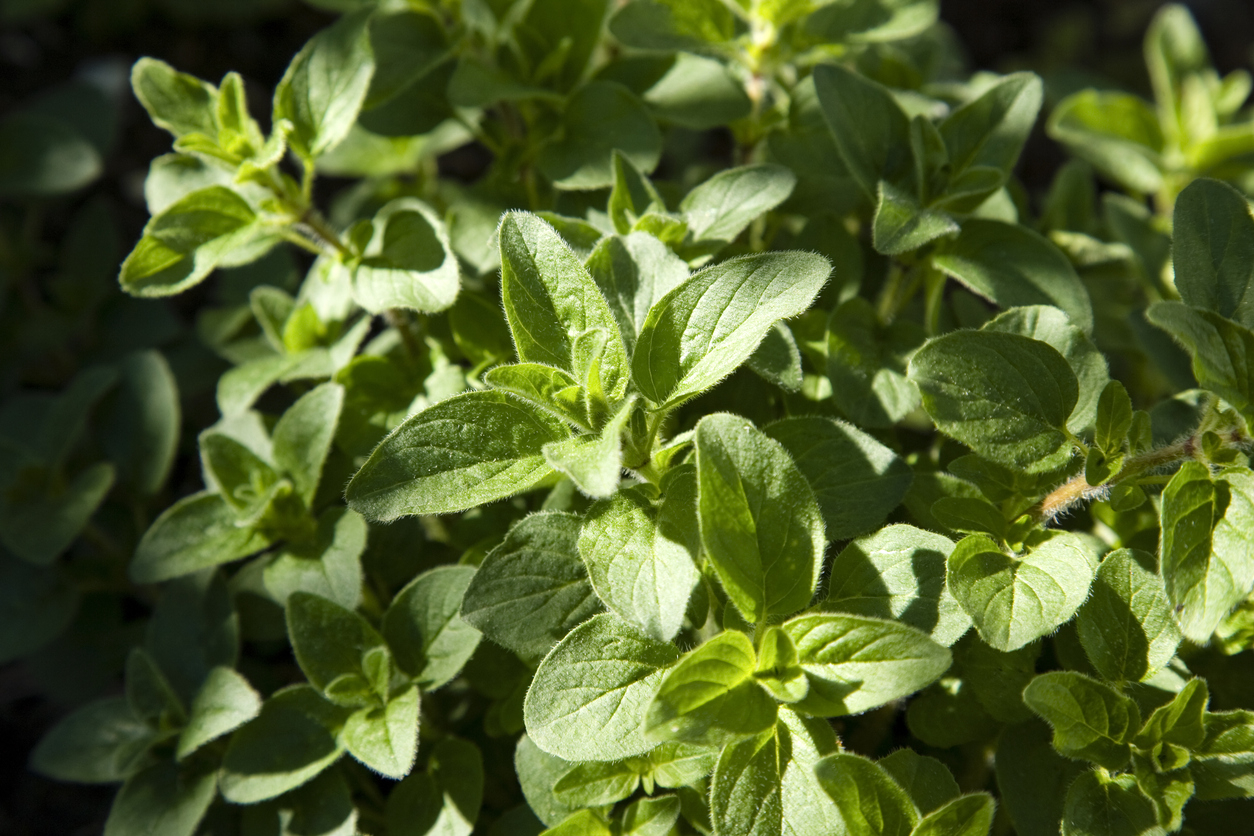 best herbs to grow indoors