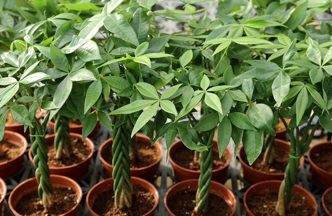 The Best Soil for Money Trees - Picks from Bob Vila