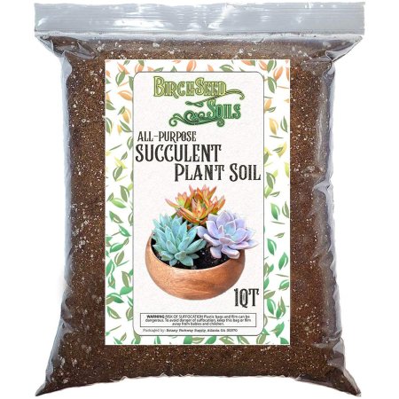  Best Soil For Aloe Vera Options: Succulent Plant Soil