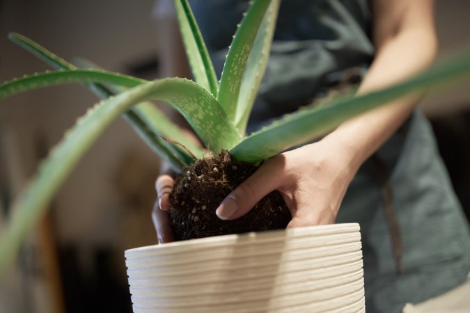 Best Soil For Aloe Vera Options