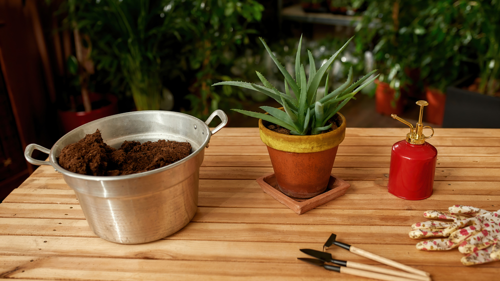 Best Soil For Aloe Vera Options