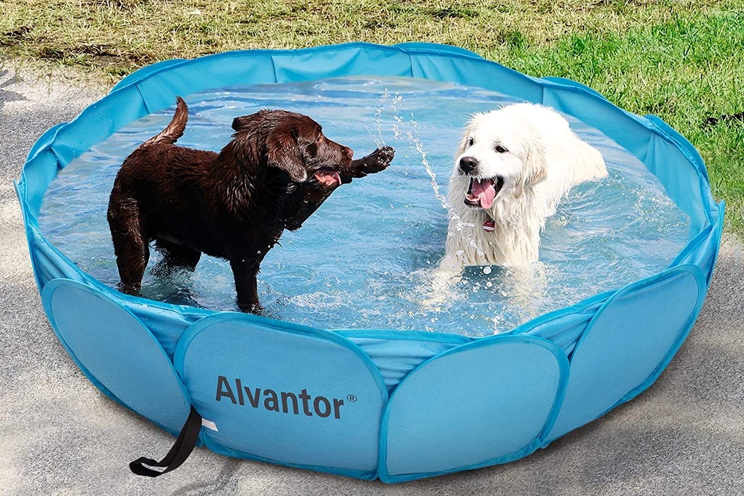 Les meilleures options de piscine pour chiens