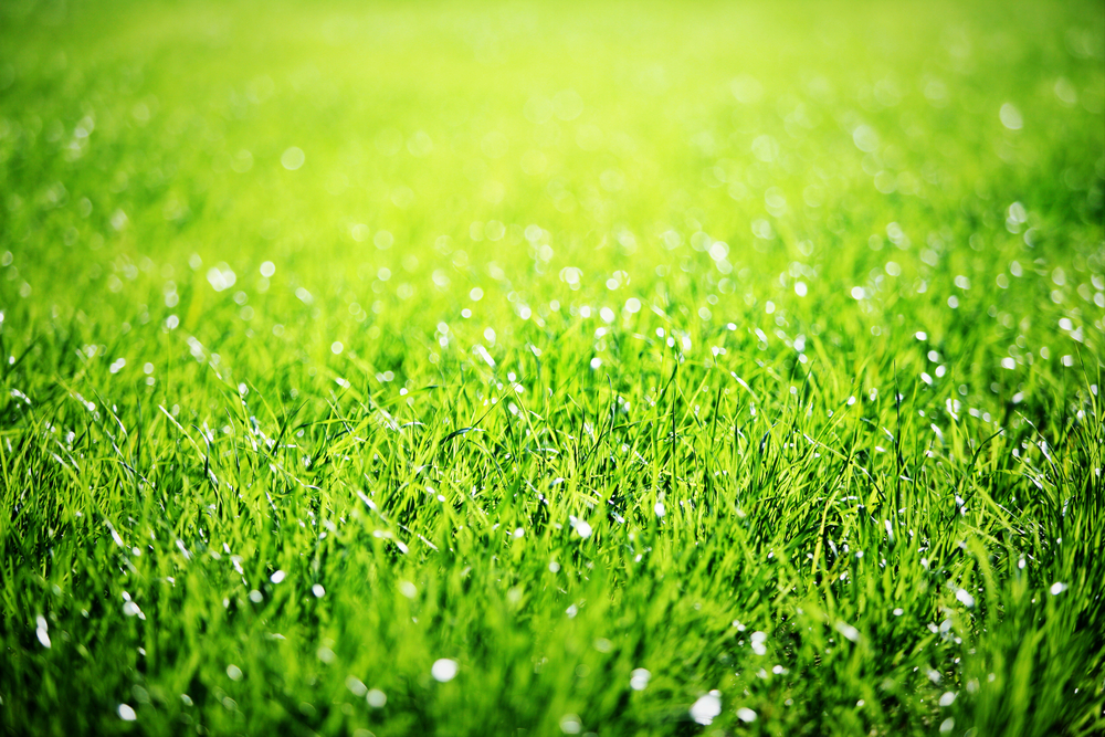 Best Grass Seed for Florida Options