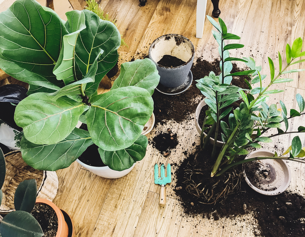 Best Soil For Fiddle Leaf Figs Options