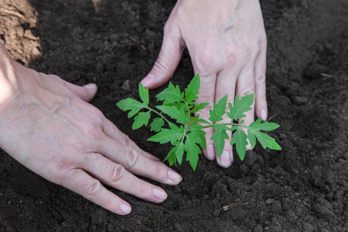 Hands pressing young tomato plant into soil