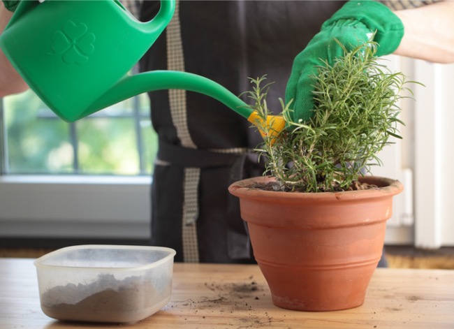 how to grow rosemary indoors