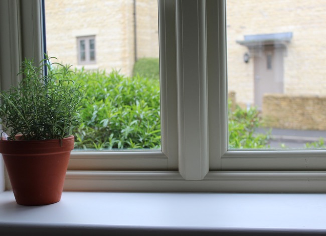 how to grow rosemary indoors