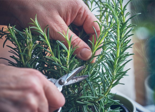 how to grow rosemary indoors