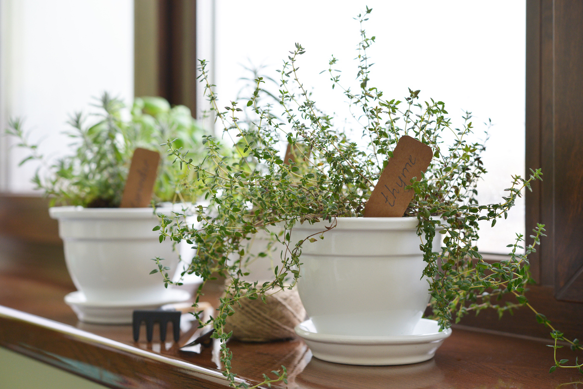 best herbs to grow indoors