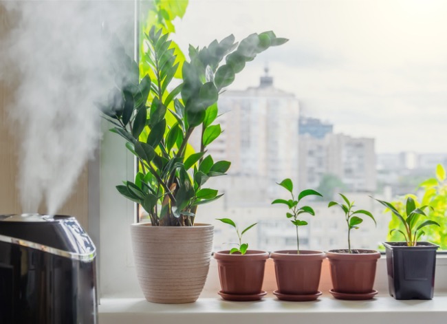 how to increase humidity for plants