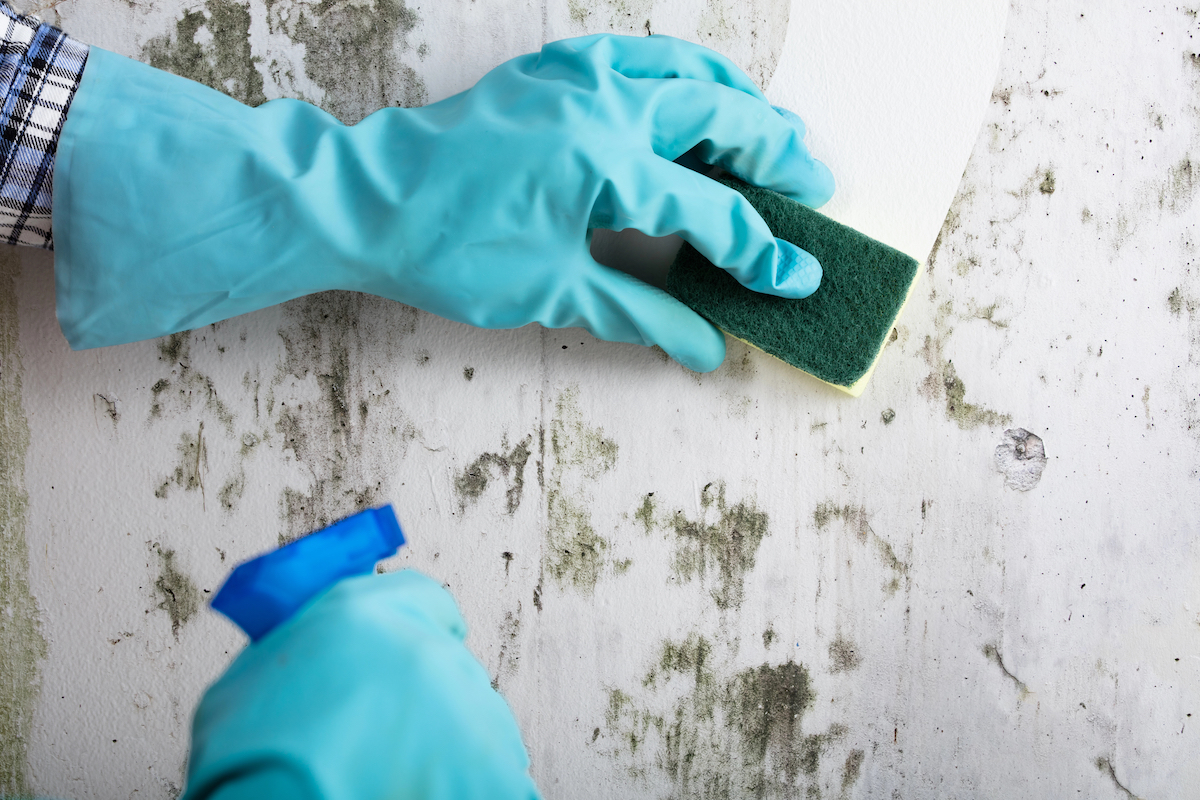 Person wearing rubber gloves cleans mold off the wall with a sponge.