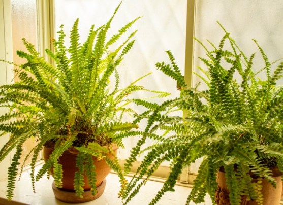 How to Increase Humidity for Plants Indoors - Bob Vila