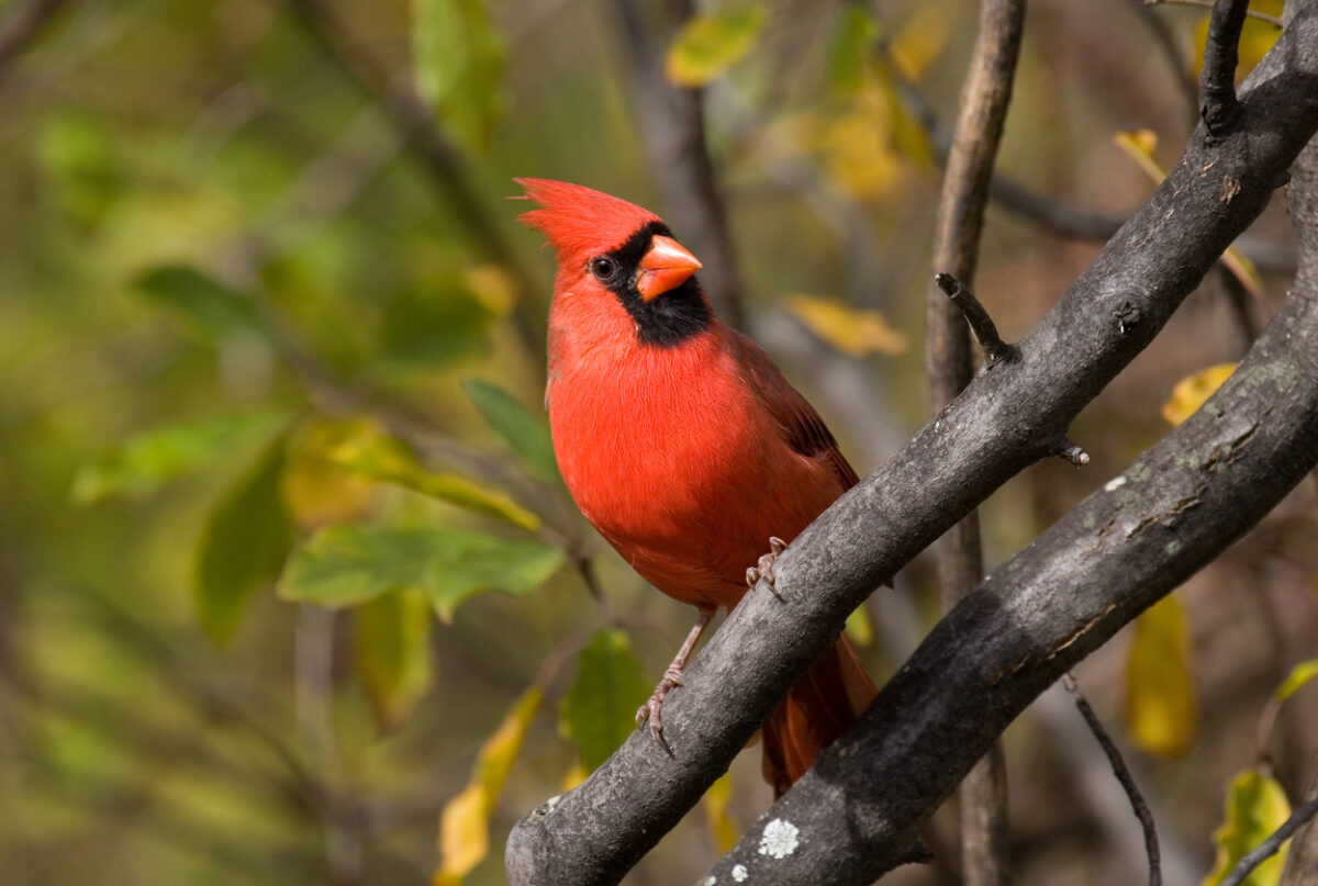 how to attract cardinals