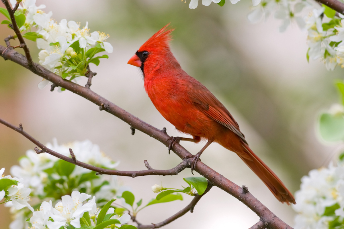 how to attract cardinals