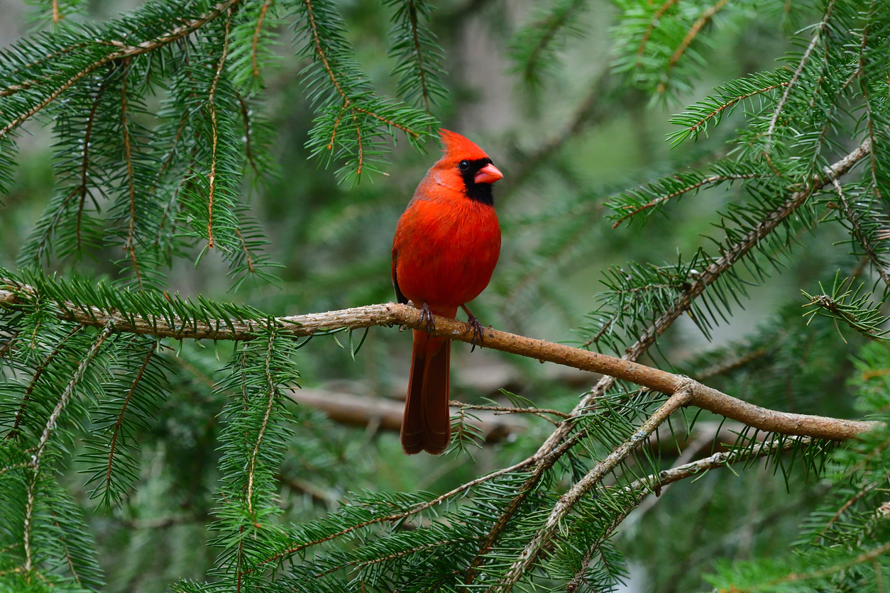 how to attract cardinals