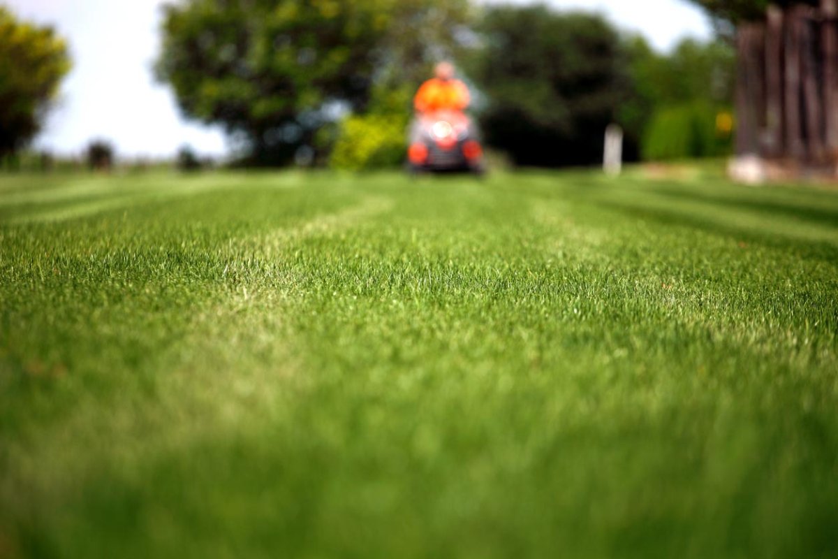 Lawn Weed Control