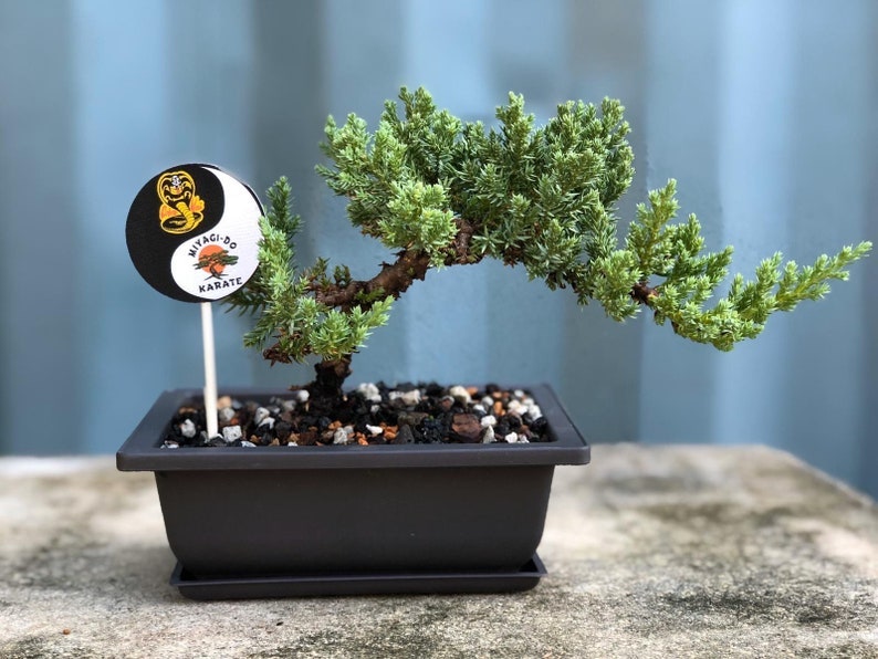 The Bonsai Supply Store