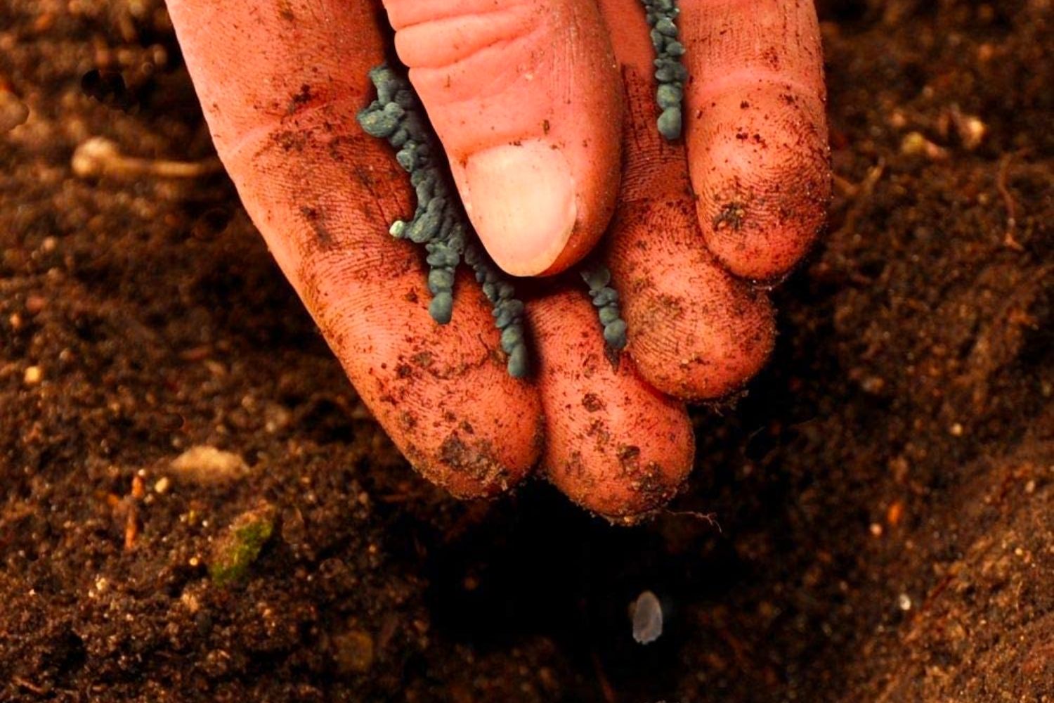 The Best Fertilizer for Cucumbers Options