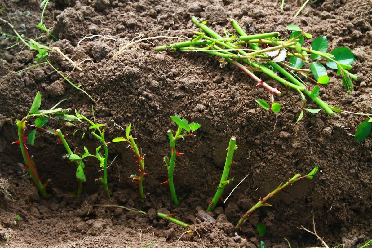 best time to plant roses