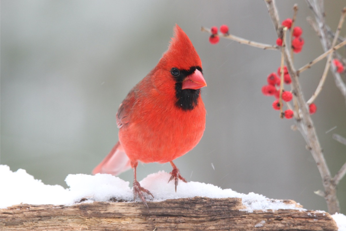 how to attract cardinals