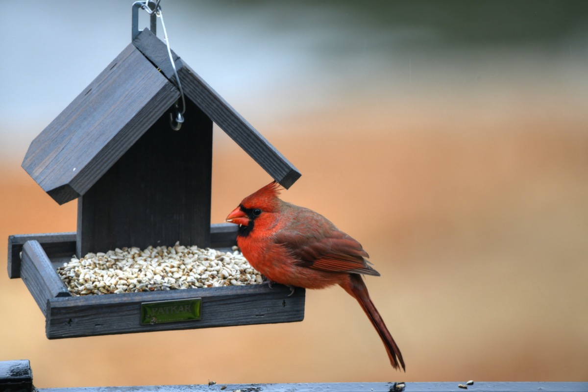 how to attract cardinals