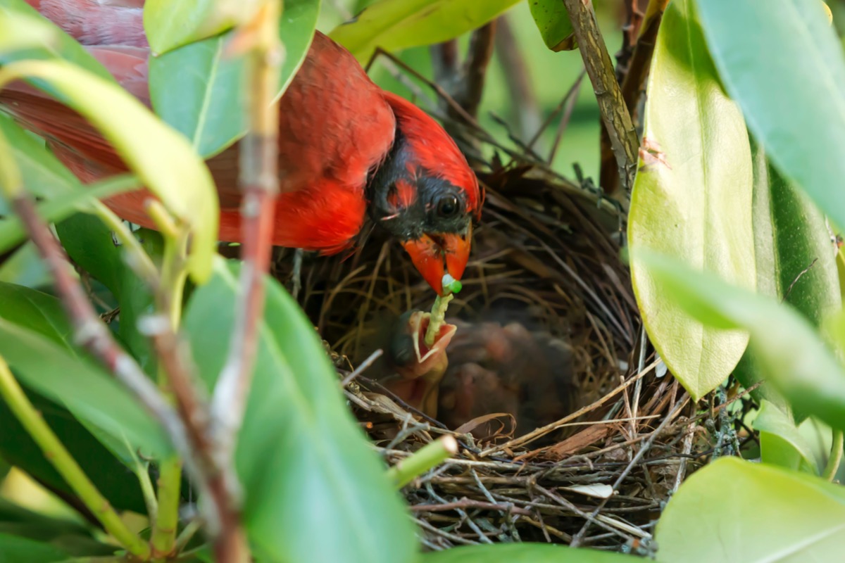 how to attract cardinals