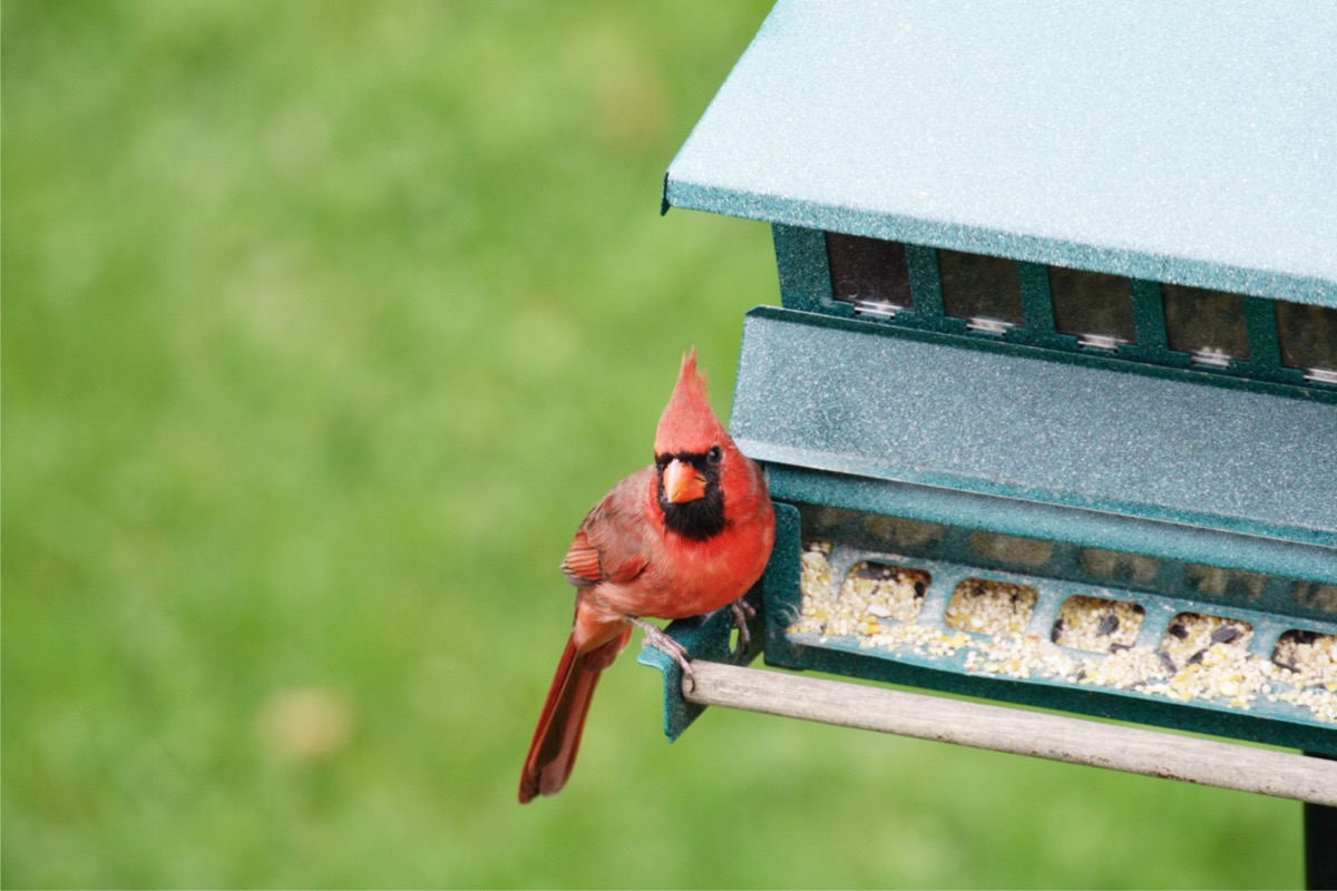 how to attract cardinals