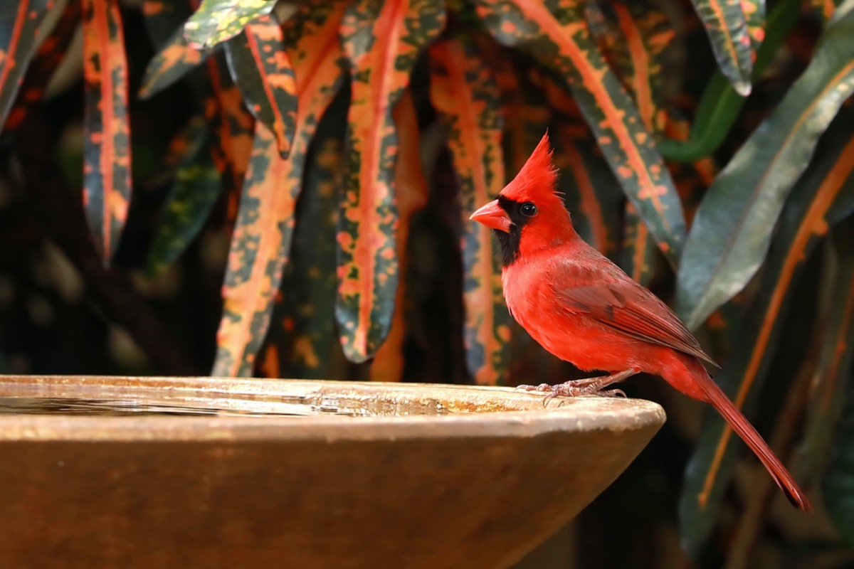 how to attract cardinals