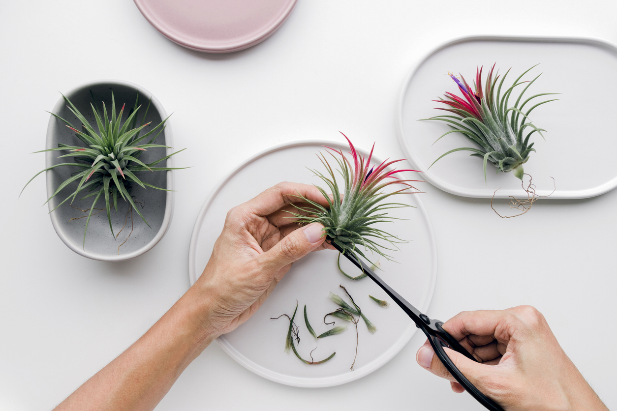 Tillandsia air plant on a white background, creative flat lay minimal gardening concept