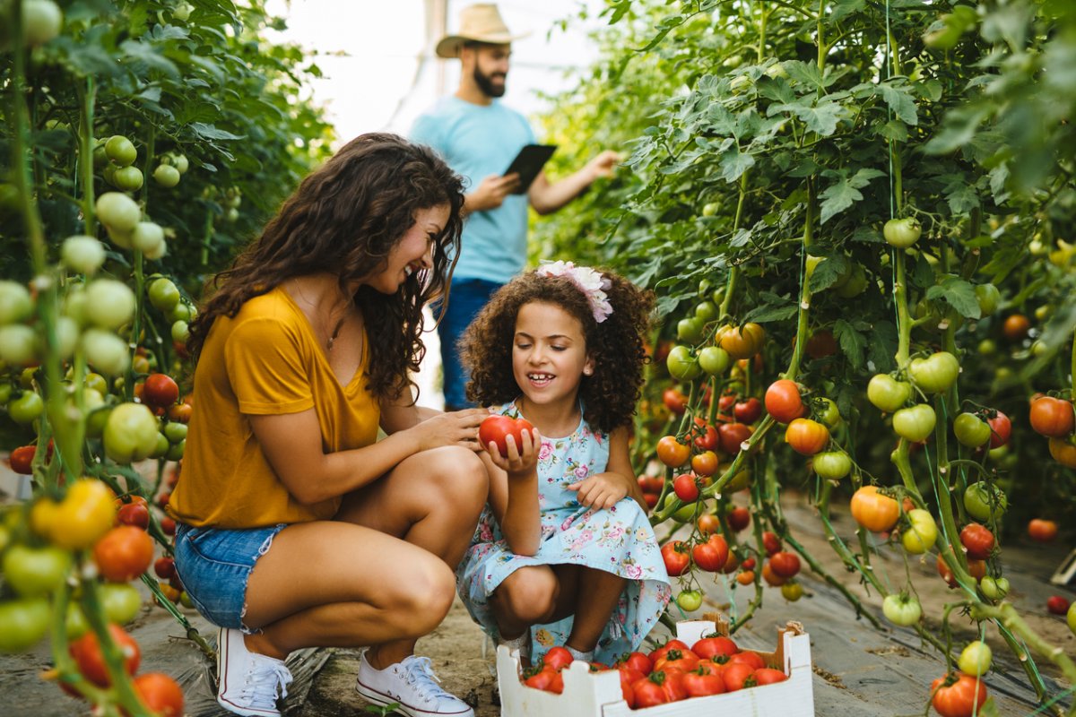 best time to plant tomatoes