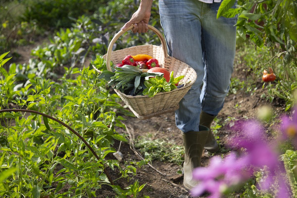 harvesting food in home garden