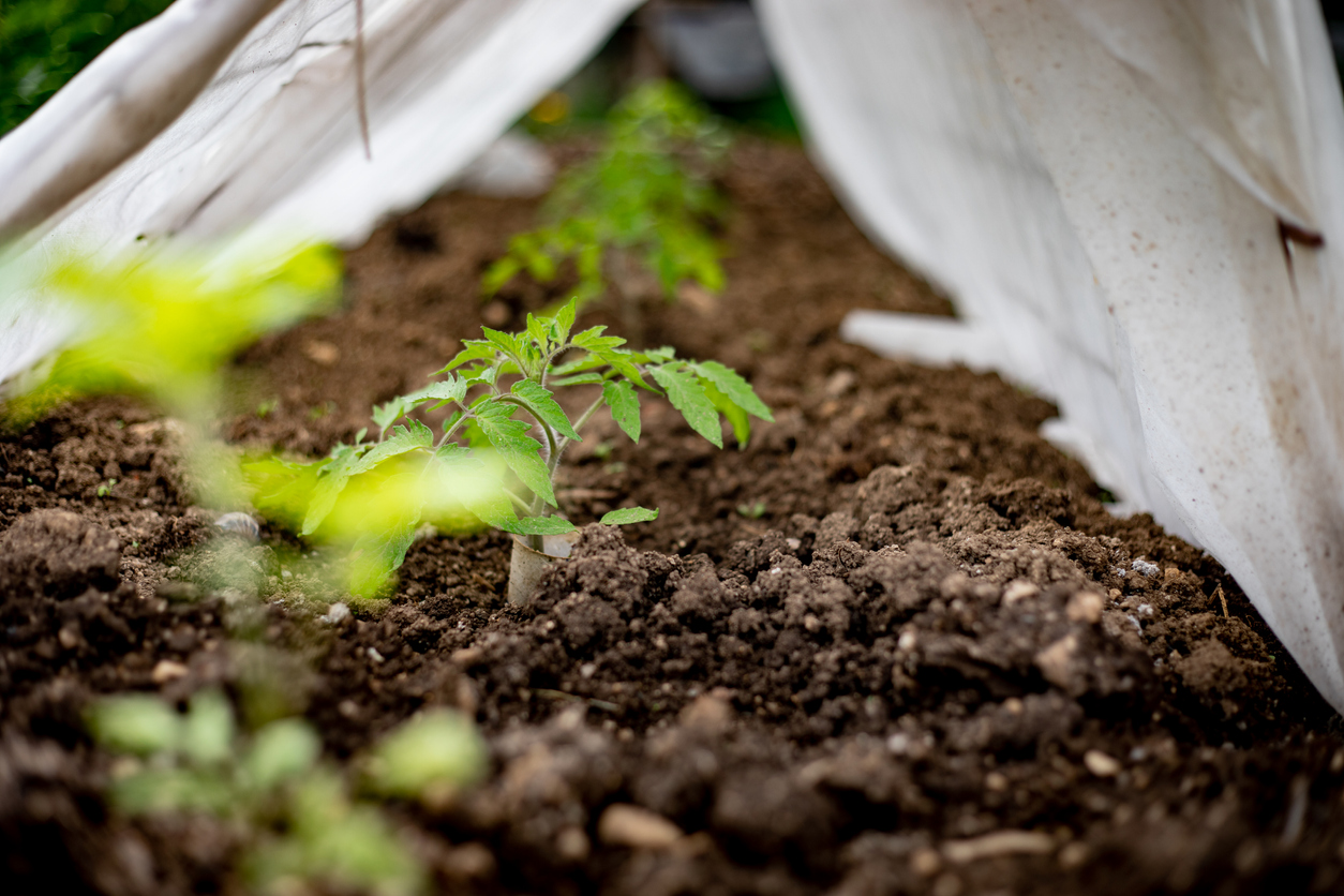 best time to plant tomatoes