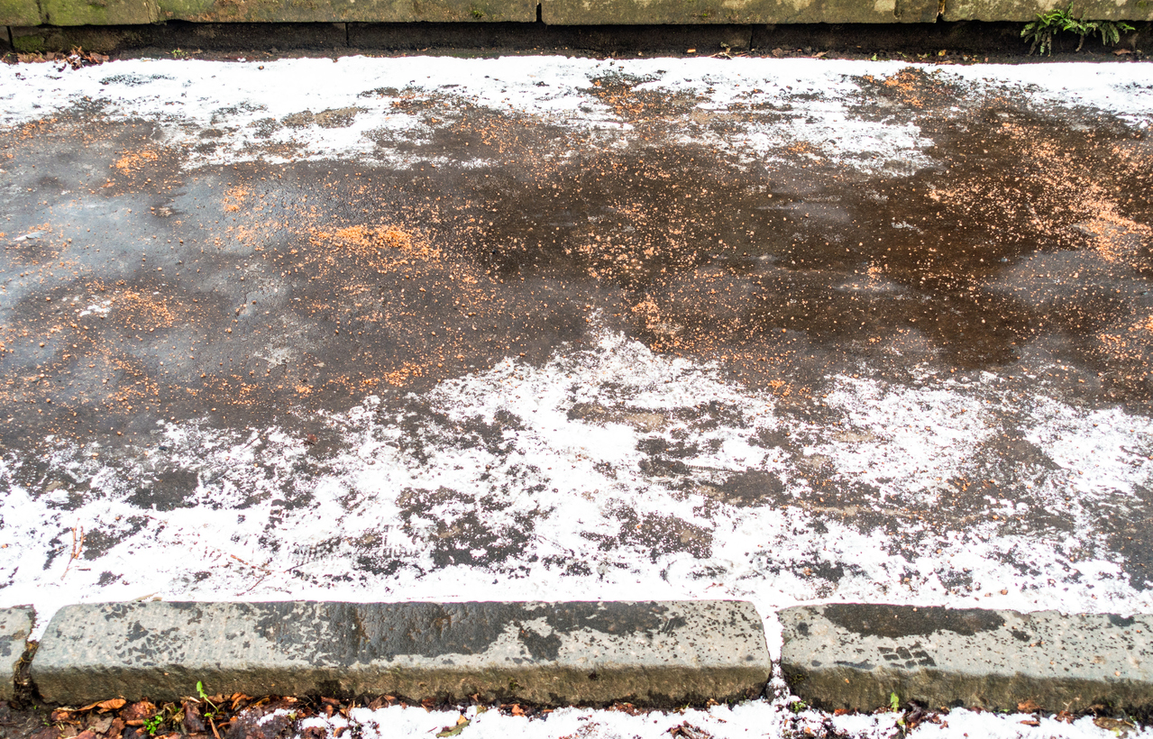 Coffee grounds sprinkled on pavement ice to melt it.