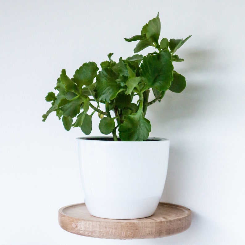 plant shelf ideas