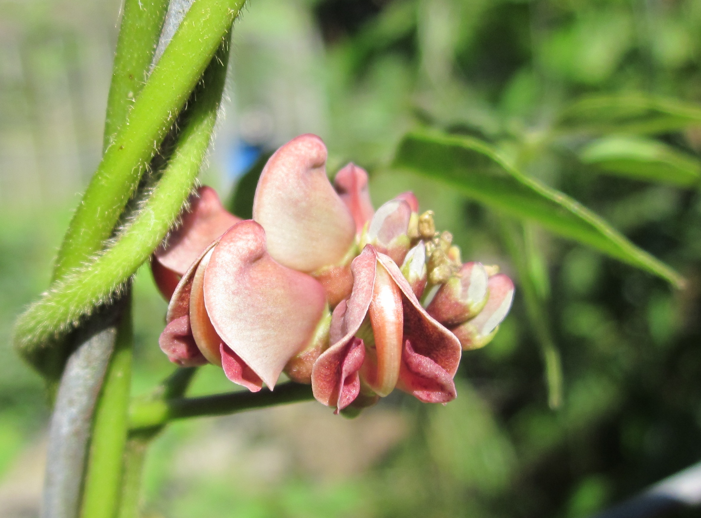 perennial vegetables