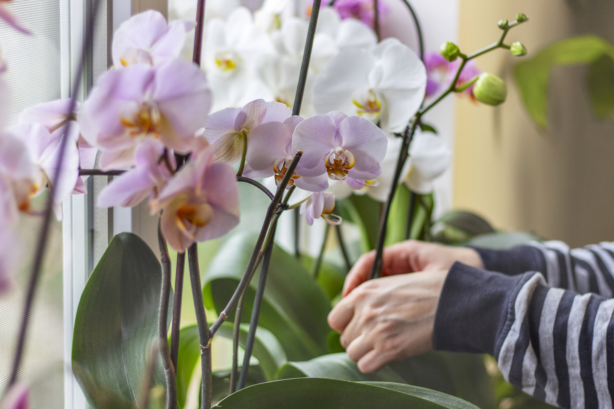 The 8 Worst Houseplants for People with Allergies