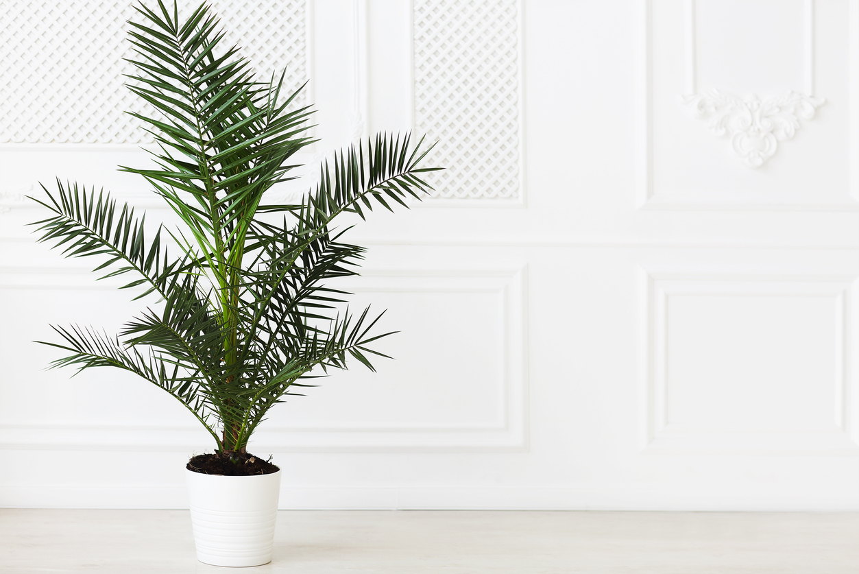 The 8 Worst Houseplants for People with Allergies