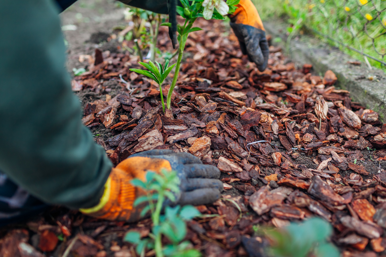 First and Last Frost Dates: What All Home Gardeners Need to Know - Bob Vila