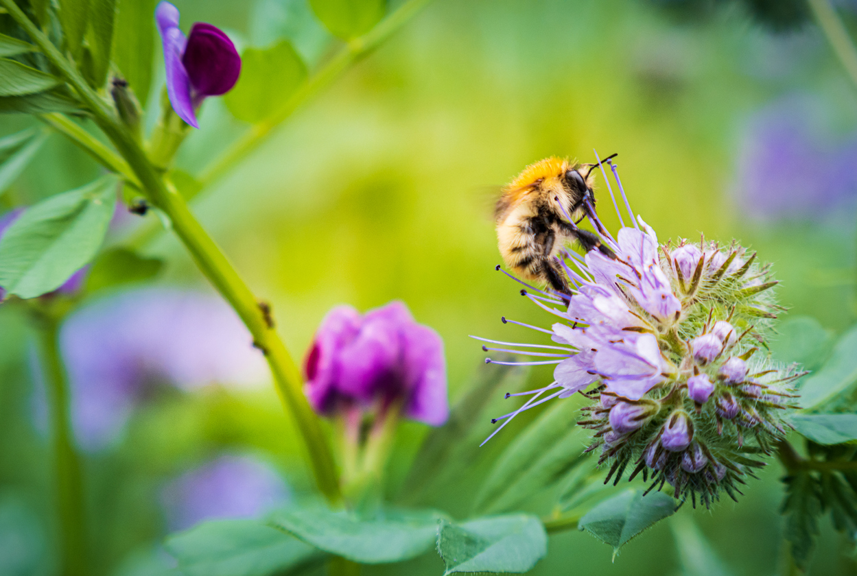 how to keep bees away from hummingbird feeders