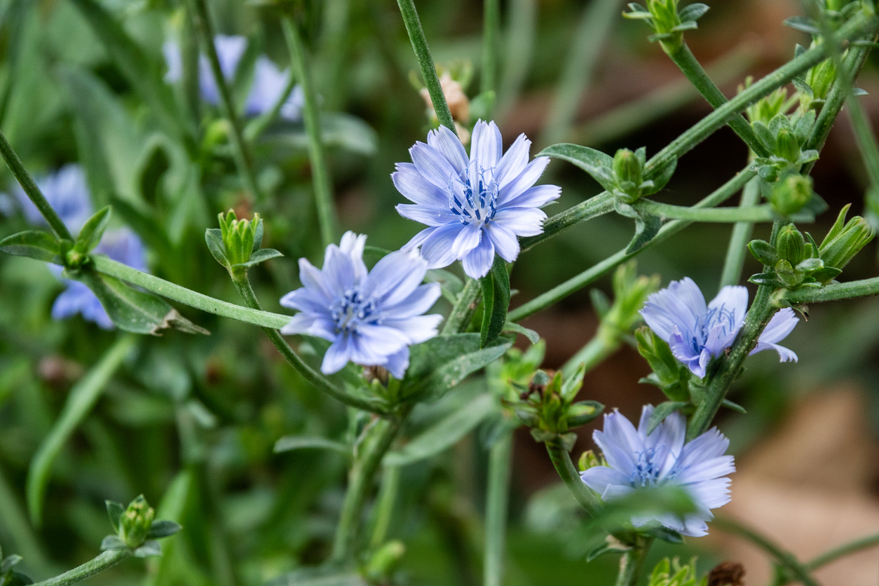 perennial vegetables