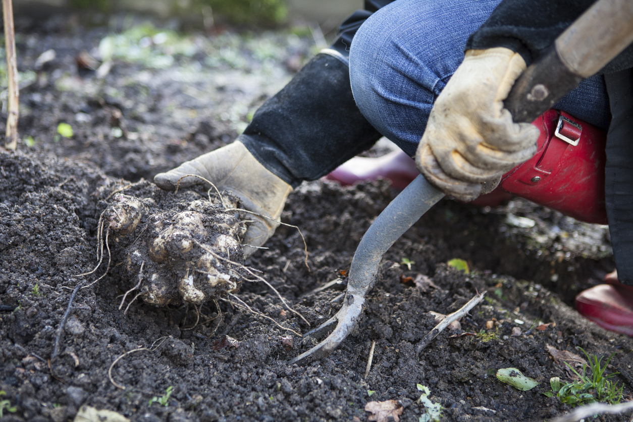 perennial vegetables