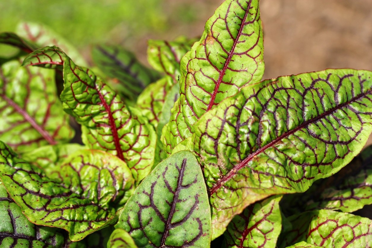 perennial vegetables