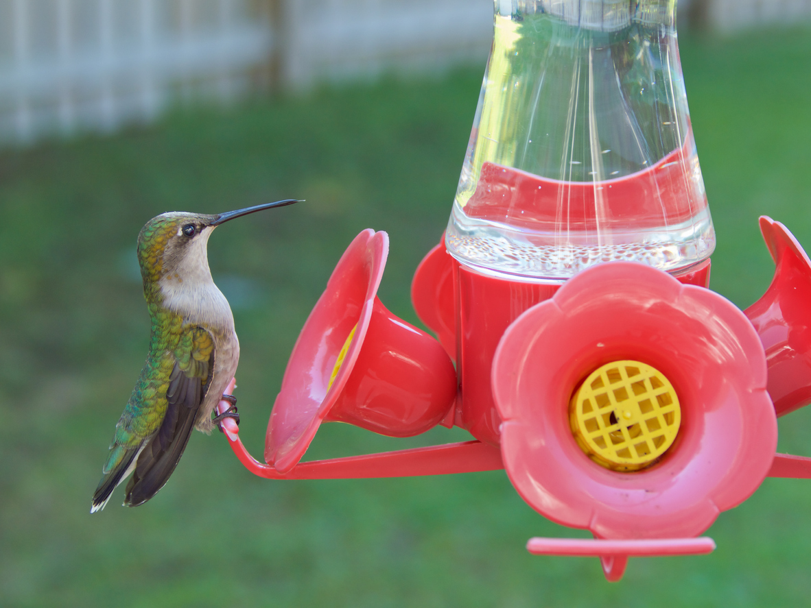 how to keep bees away from hummingbird feeders