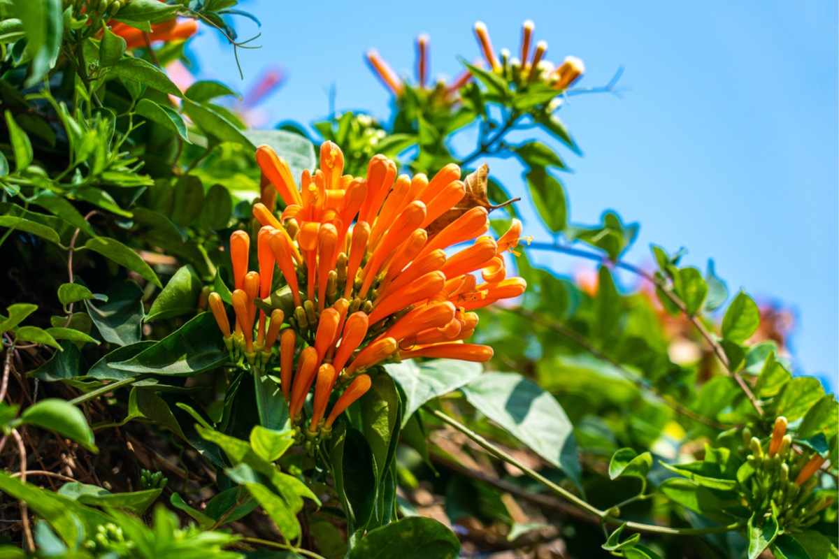 native plants