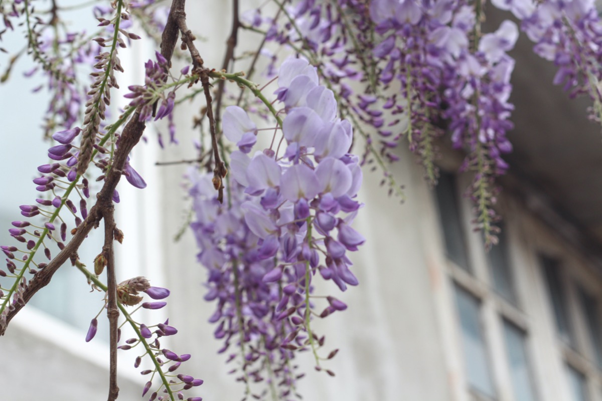 native plants