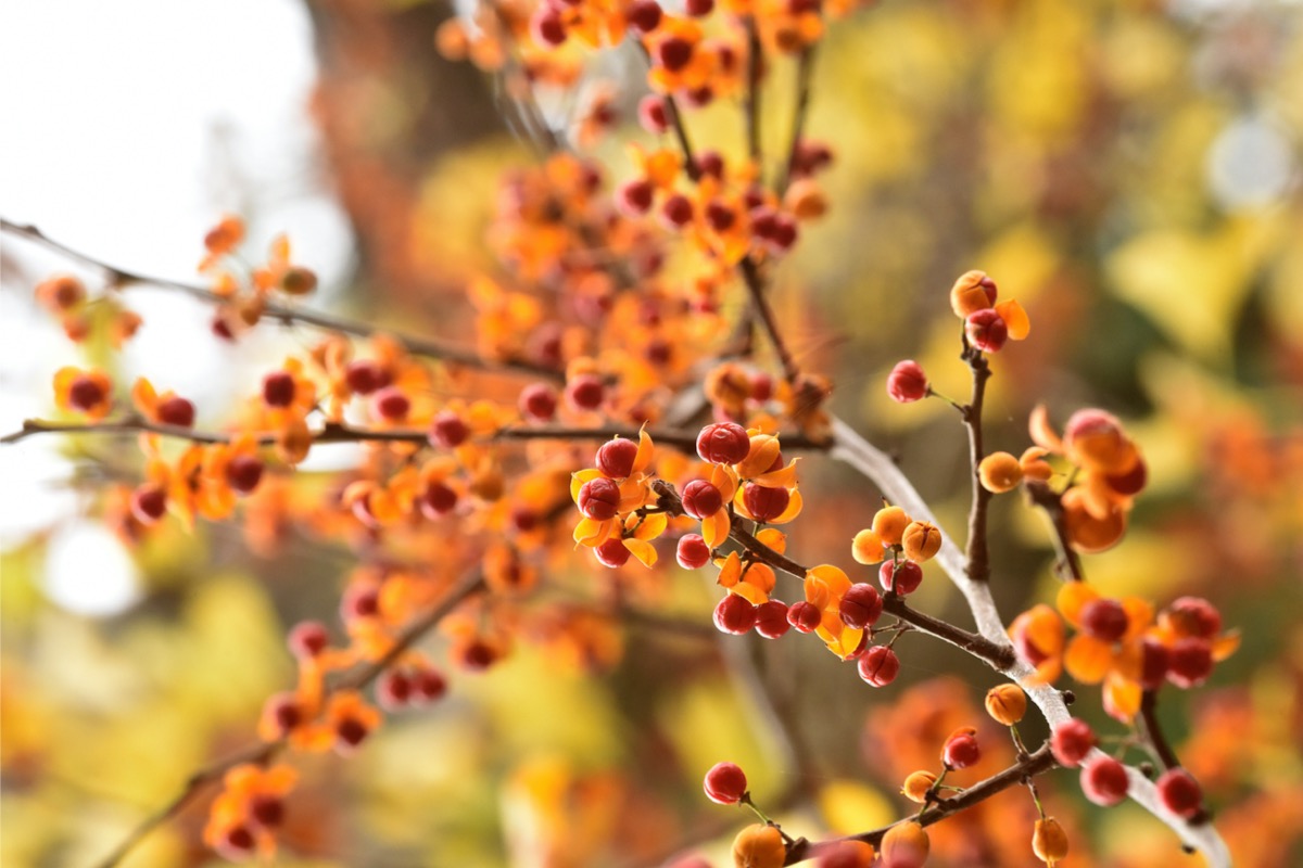 native plants