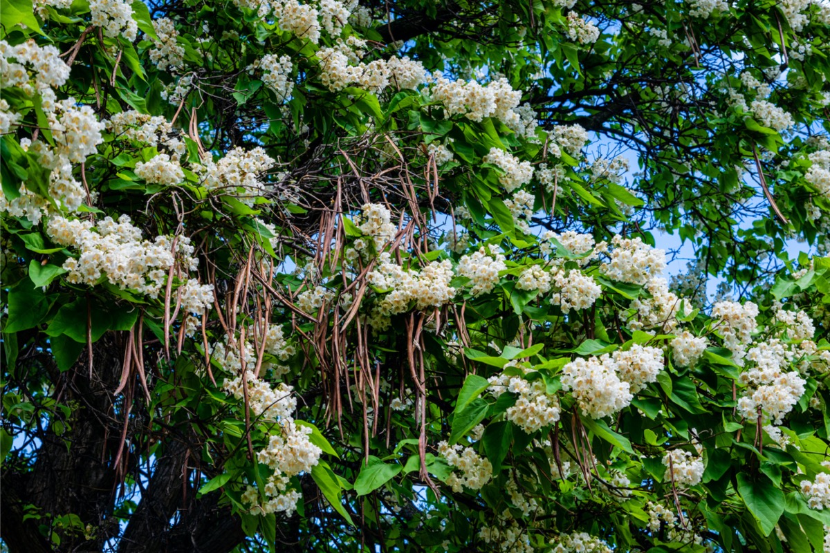 native plants