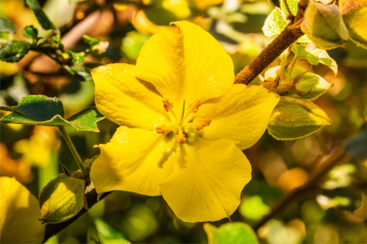 native plants