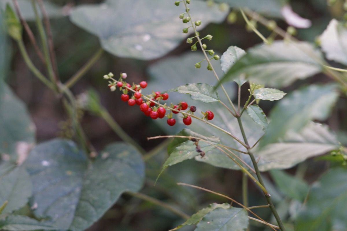 native plants