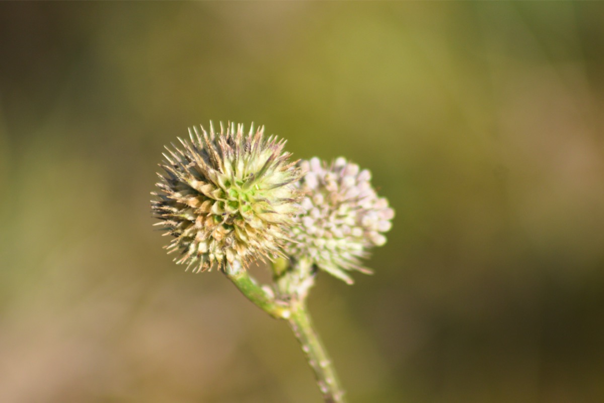 native plants